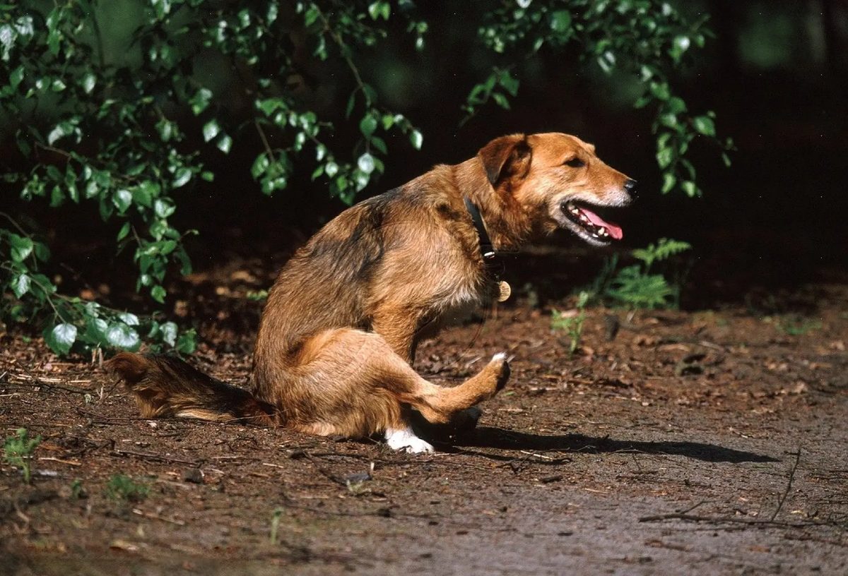 Cachorro se esfregando no chão