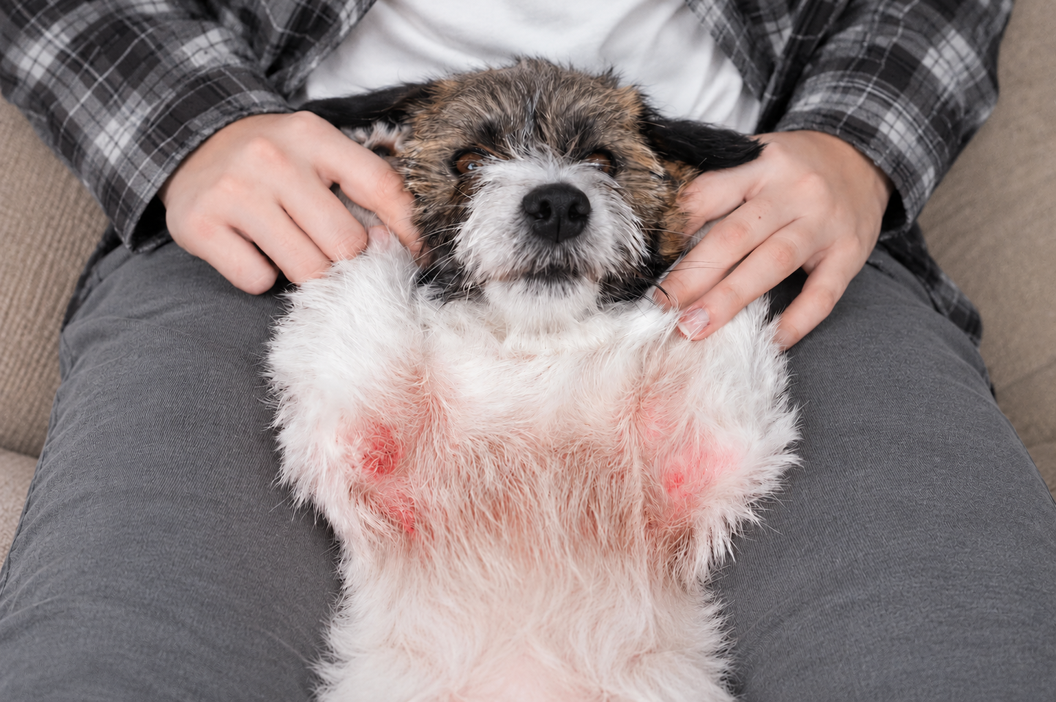 Cachorro deitado de barriga para cima no colo da tutora, com a pele do peito avermelhada