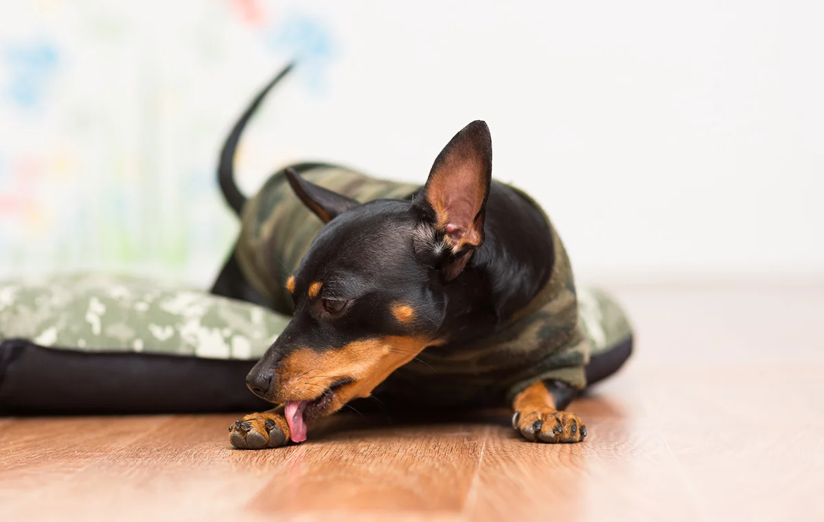 Cachorro lambendo a pata