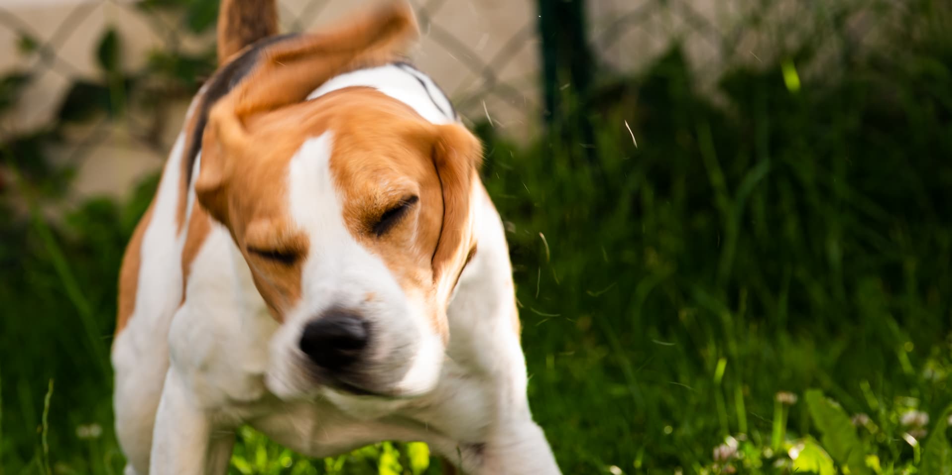 Cachorro sacudindo a cabeça no sol